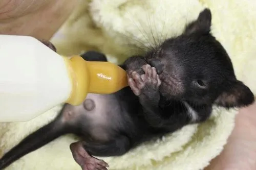 What The Devil! Ever Seen a Bottle-feeding Baby Tasmanian Joey ...