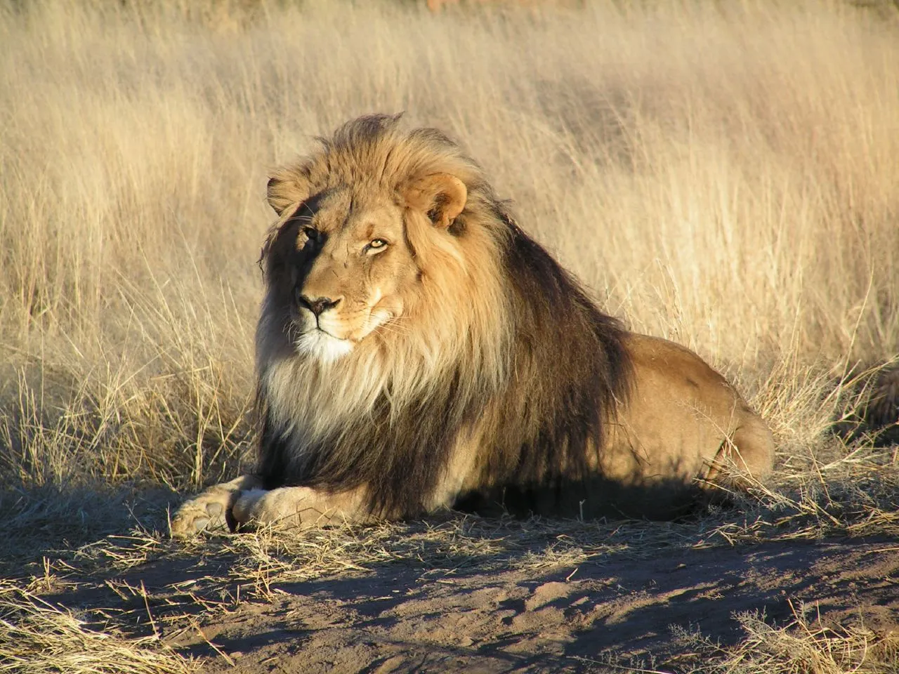 Where the River Runs: Lions and Tigers and Bears and Cheetahs and ... Where the River Runs: Lions and Tigers and Bears and Cheetahs and ...