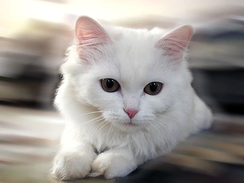 White Cat Wallpaper ~ kiyute80