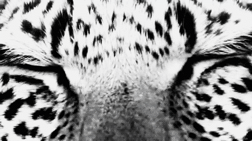 white tiger gif | Tumblr