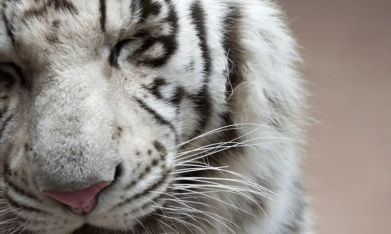 White Tiger Wallpapers - Aplicaciones Android en Google Play