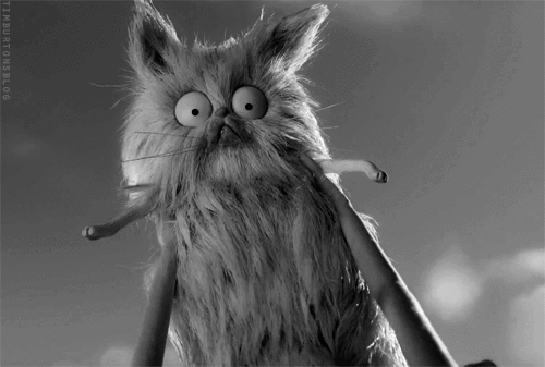Why not? — Yo con mi gato: descripción gráfica