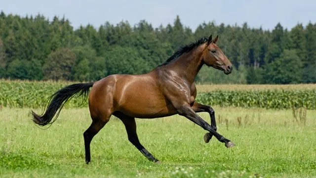 Why You Can't Find Horse Meat in the U.S. - ABC News