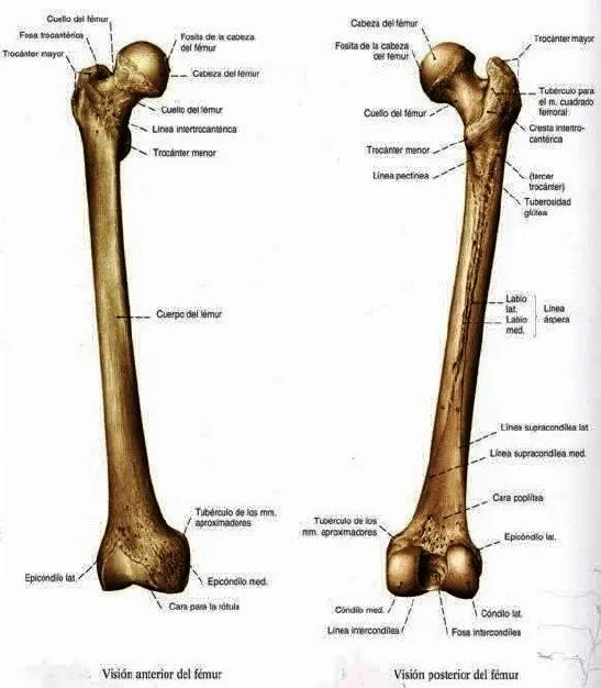 WikiMedicBook: Miembro inferior: huesos femur, rotula y tibia WikiMedicBook: Miembro inferior: huesos femur, rotula y tibia