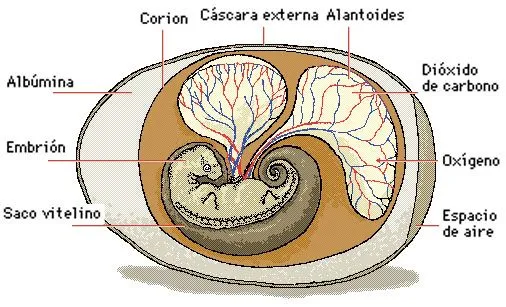 wikivirya / Animales , Los Vertebrados