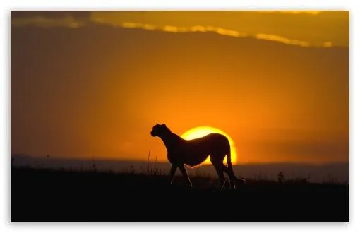 Wild Animal HD desktop wallpaper : Widescreen : High Definition ... Wild Animal HD desktop wallpaper : Widescreen : High Definition ...