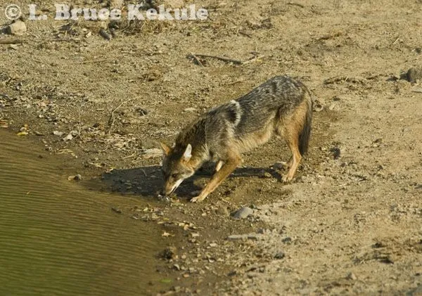 wild dog | Wildlife Photography in Thailand and Southeast Asia