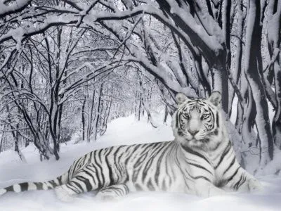 WILD'S ANIMAL'S || | La vida desde otra perspectiva WILD'S ANIMAL'S || | La vida desde otra perspectiva