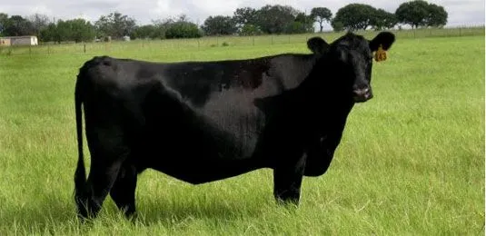 Windy Bar Ranch -- Texas Hill Country Angus Windy Bar Ranch -- Texas Hill Country Angus