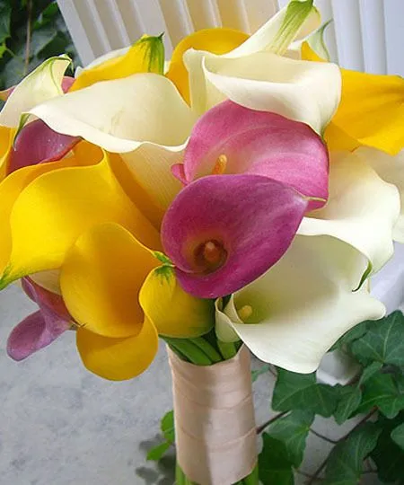 Wix.com Aki created by floreriaaki based on spa-shop-specials-new ... Wix.com Aki created by floreriaaki based on spa-shop-specials-new ...