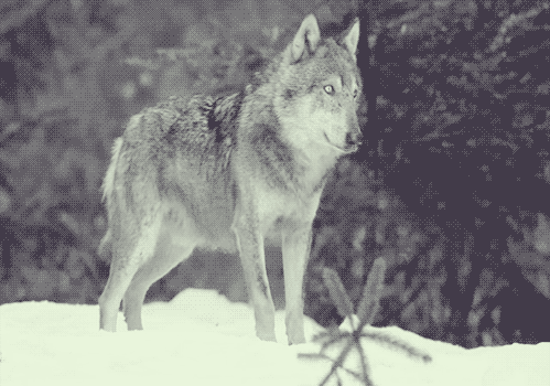 LOBO GIFS TUMBLR ~Browse animated gifs at GifSmile.com LOBO GIFS TUMBLR ~Browse animated gifs at GifSmile.com