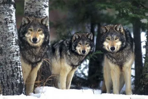 Wolves - 3 wolves pósters / láminas - Compra en EuroPosters Wolves - 3 wolves pósters / láminas - Compra en EuroPosters