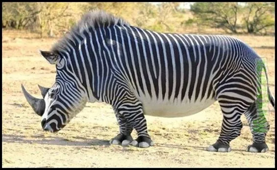 Wonkazoide: Cruzando animais de espécies diferentes