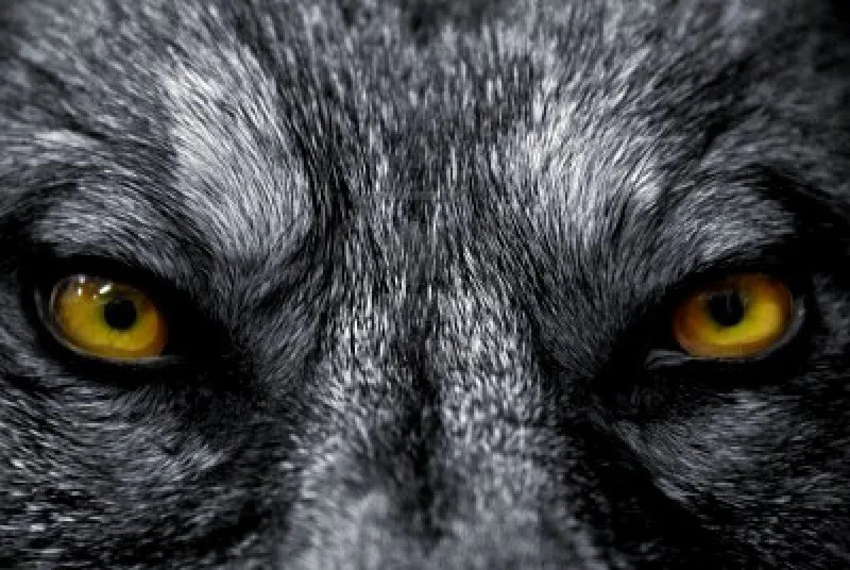 D World : Los Motivos del Lobo de Rubén Dario por Denis D World : Los Motivos del Lobo de Rubén Dario por Denis