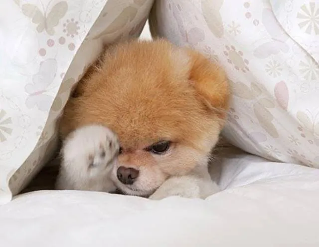 World Rare Collection: Boo — The World's Cutest Dog World Rare Collection: Boo — The World's Cutest Dog