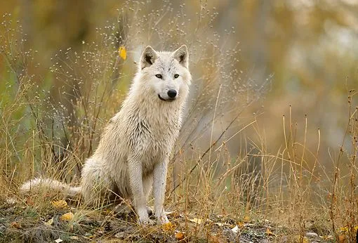 WOV 09 DB0038 01 - Portrait Of Gray Wolf Sitting On Grass In ...