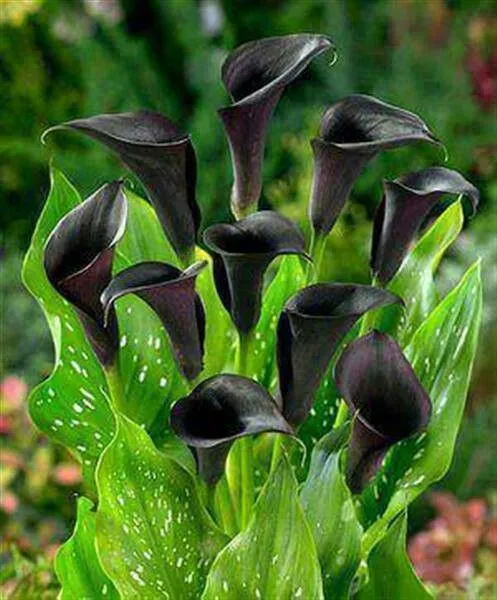 Belleza en la Flora. Calas.Orejas de burro. Alcatraz. on Pinterest ... Belleza en la Flora. Calas.Orejas de burro. Alcatraz. on Pinterest ...