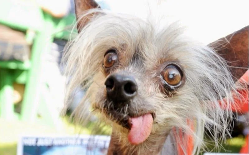 WTF: Las 12 razas de perros más raras y hermosas del mundo. La #7 ...