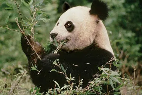 WWF - What do pandas eat? WWF - What do pandas eat?