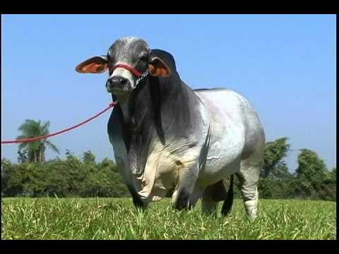 www.cabañasbovinas.com - Nacional Brahman 2012 - Dr. Alberto Leal www.cabañasbovinas.com - Nacional Brahman 2012 - Dr. Alberto Leal