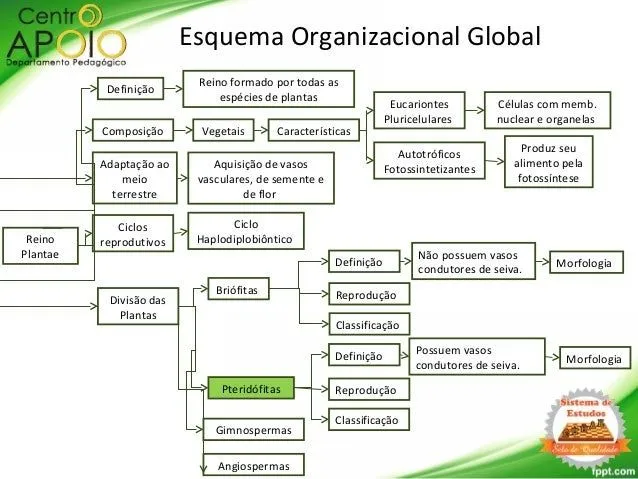 www.EquarparaEnsinoMedio.com.br - Biologia - Reino Plantae - Briófita…