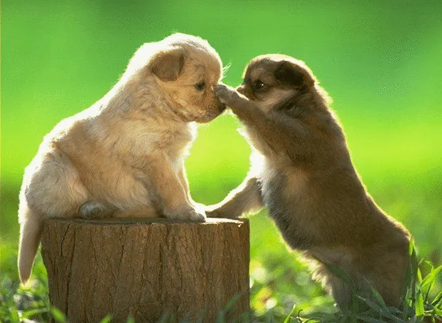 Www.fondos de pantalla tiernos.com - Imagui
