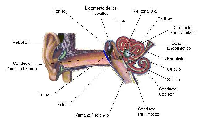 Dibujo del oido y sus partes con nombres - Imagui Dibujo del oido y sus partes con nombres - Imagui