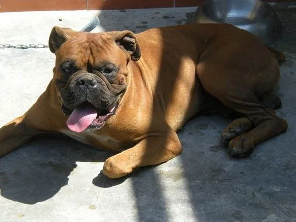 Boxer leonado, 2 años, grandote. CAAD PENEDES. Barcelona