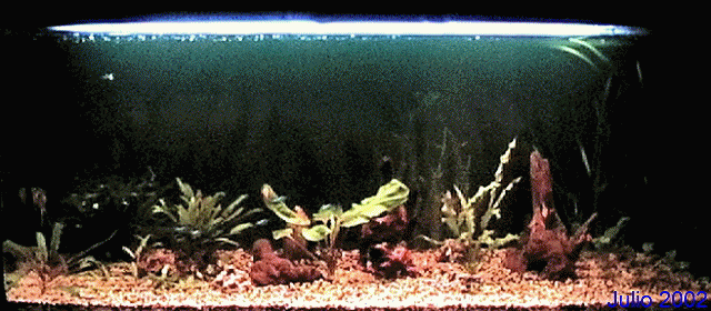 www.infopez.com • Ver Tema - Mi Acuario casi Amazónico www.infopez.com • Ver Tema - Mi Acuario casi Amazónico