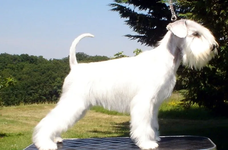 www.MundoSchnauzer.com • Ver Tema - schnauzer blanco Francia