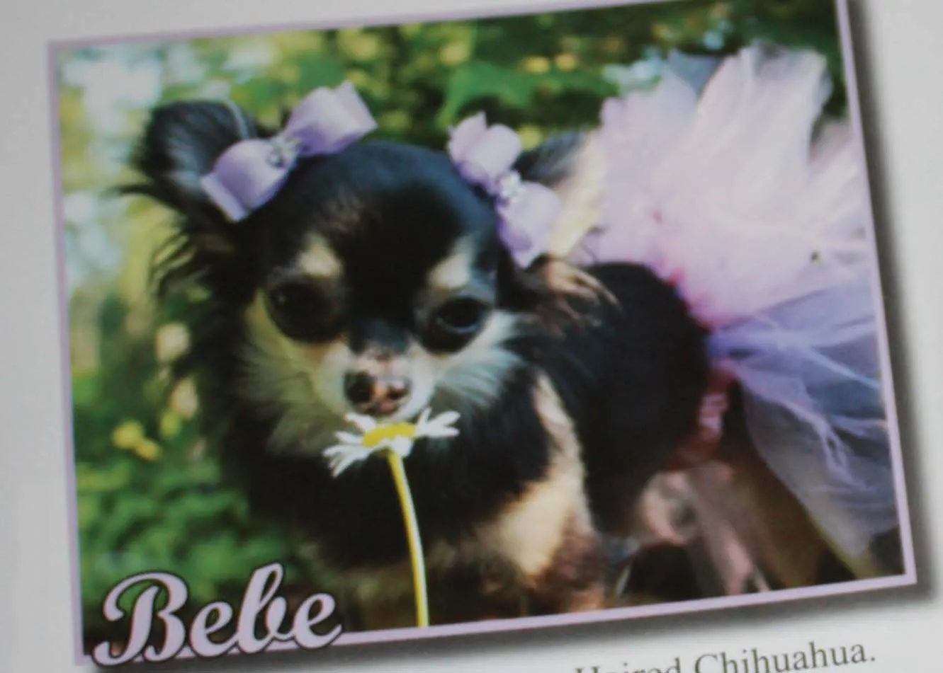 www.ObsessiveChihuahuaDisorder.com: Bebe's in Chihuahua Connection ... www.ObsessiveChihuahuaDisorder.com: Bebe's in Chihuahua Connection ...