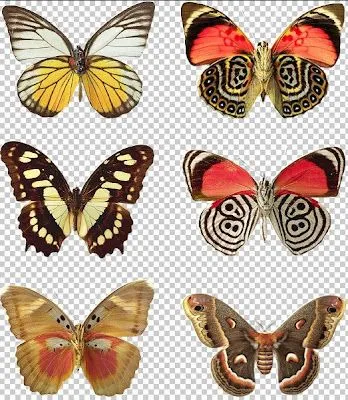 WWW.VIDEOIMAGEN.ES: PLANTILLA DE MARIPOSAS PARA ADOBE PHOTOSHOP. WWW.VIDEOIMAGEN.ES: PLANTILLA DE MARIPOSAS PARA ADOBE PHOTOSHOP.