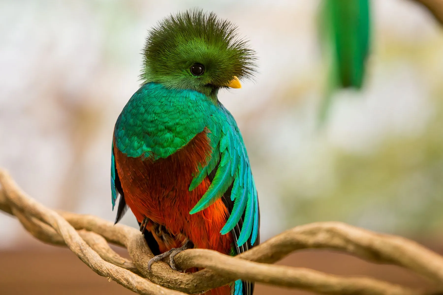 Xcaret Presents a Magnificent Quetzal Bird Exhibit for the Delight ...