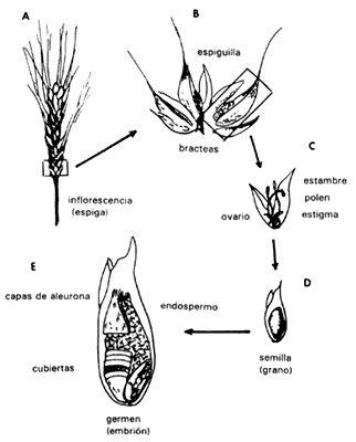 su dieta los cereales tambien son deficientes en calcio en vitamina a ...