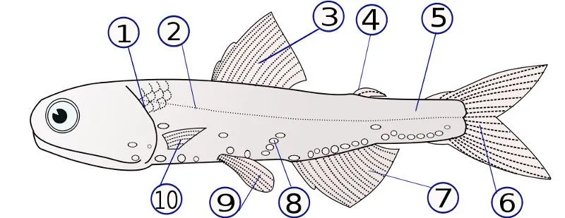 Xifóforo (información taxonómica - Superclase Peces) | Animalandia. Xifóforo (información taxonómica - Superclase Peces) | Animalandia.