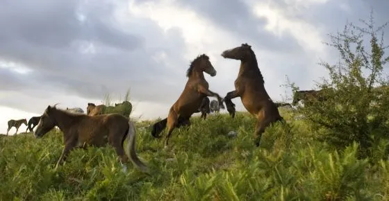 La Xunta permite sacrificar caballos salvajes que no lleven ... La Xunta permite sacrificar caballos salvajes que no lleven ...
