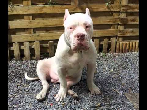 XXL BULLY REDNOSE - YouTube