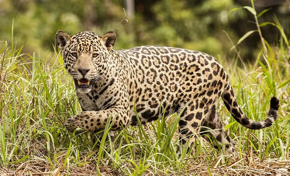 Yaguaretés: las manchas, sus huellas digitales - Primera Edición