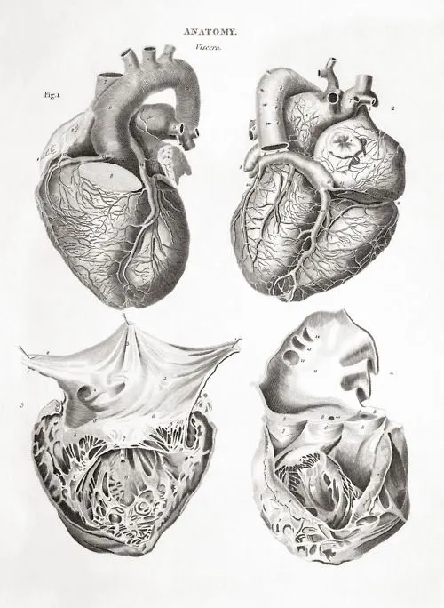 Corazon real dibujo - Imagui