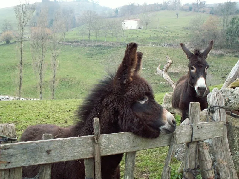 burro | Mariae