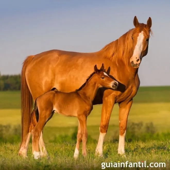 Yegua paseando con un potrillo - Instinto maternal de los animales