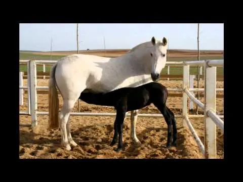 Yeguada Solitel Caballos bonitos.wmv - YouTube Yeguada Solitel Caballos bonitos.wmv - YouTube