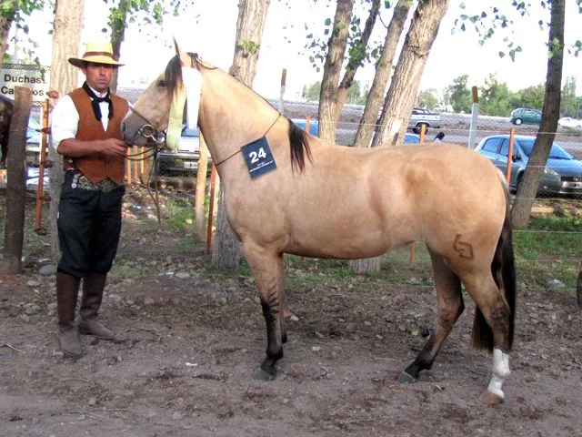 Yeguas - Caballos criollos El Chusco y Las Boleadoras