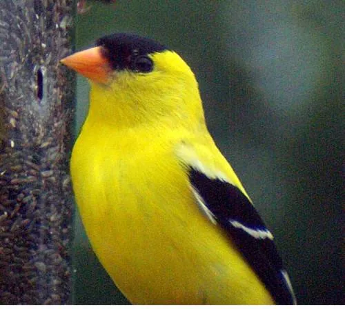 Yellow Finch.