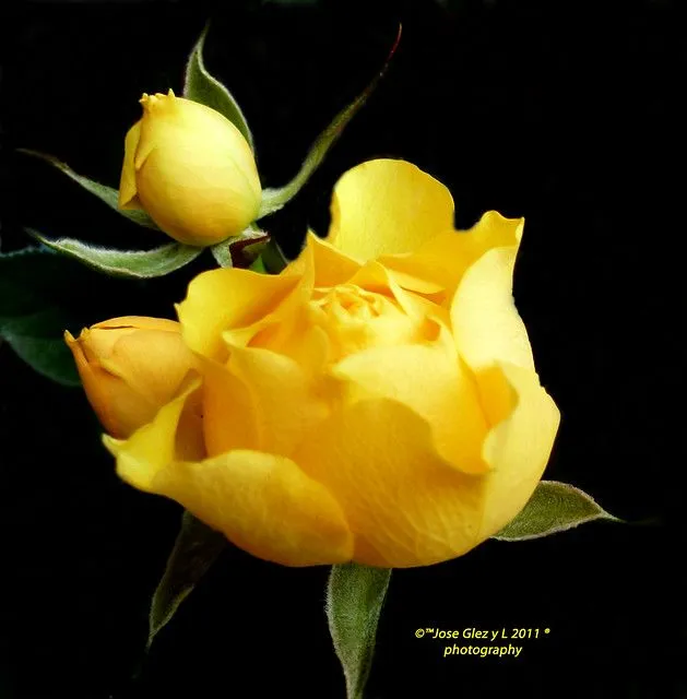 Yelow rose in black. Rosa amarilla en fondo negro [Explored ... Yelow rose in black. Rosa amarilla en fondo negro [Explored ...