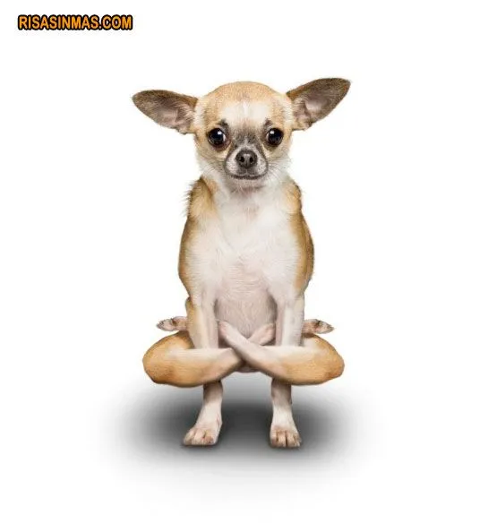 Yoga-perruno-chihuahua-rsm.jpg