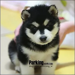 Yoochun y Su mascota 