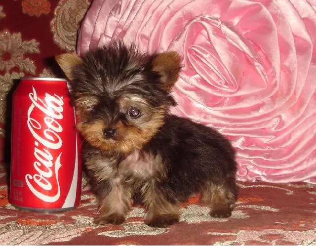 Yorki tacita de te - Imagui