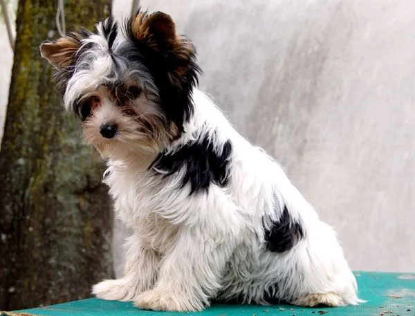 Yorkshire Biewer Terrier en Guadalajara perros yorky biewer en ...