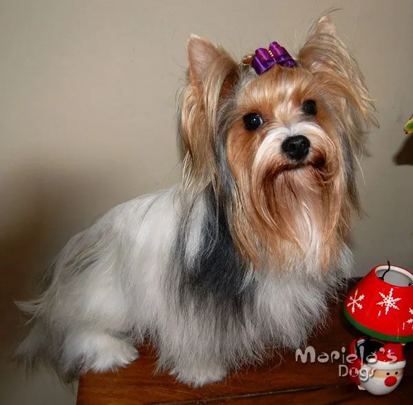 Yorkshire Biewer Terrier en Guadalajara perros yorky biewer en ...